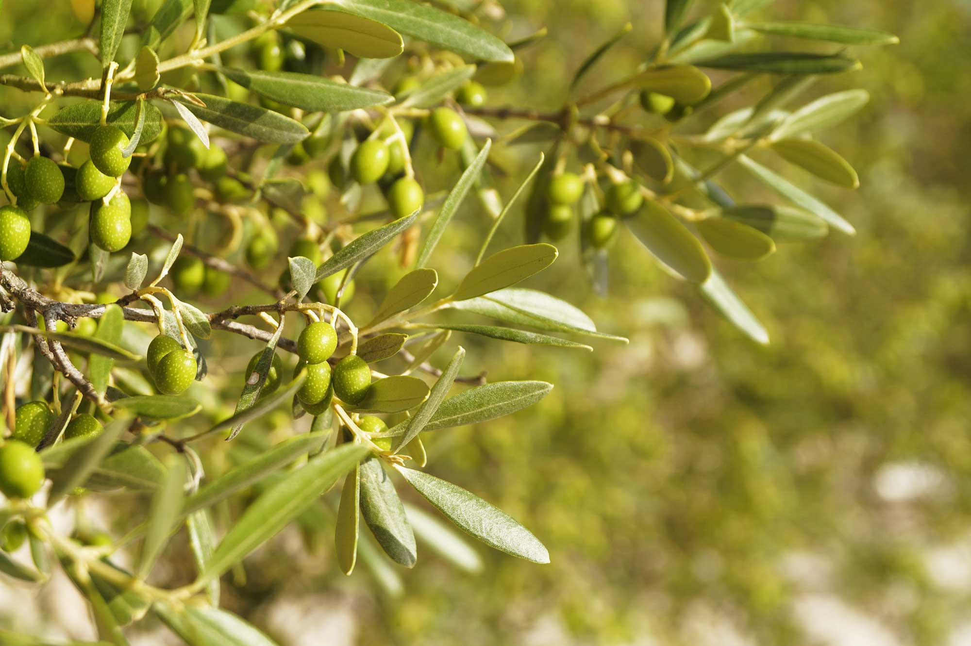 olivenoel herstellung banner