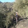Olivenernte von Hand 2 1.jpg