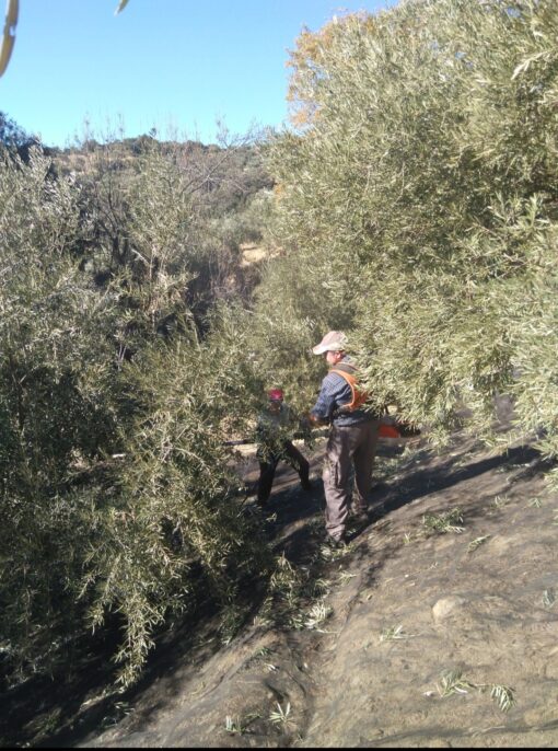 Olivenernte von Hand 2 1.jpg
